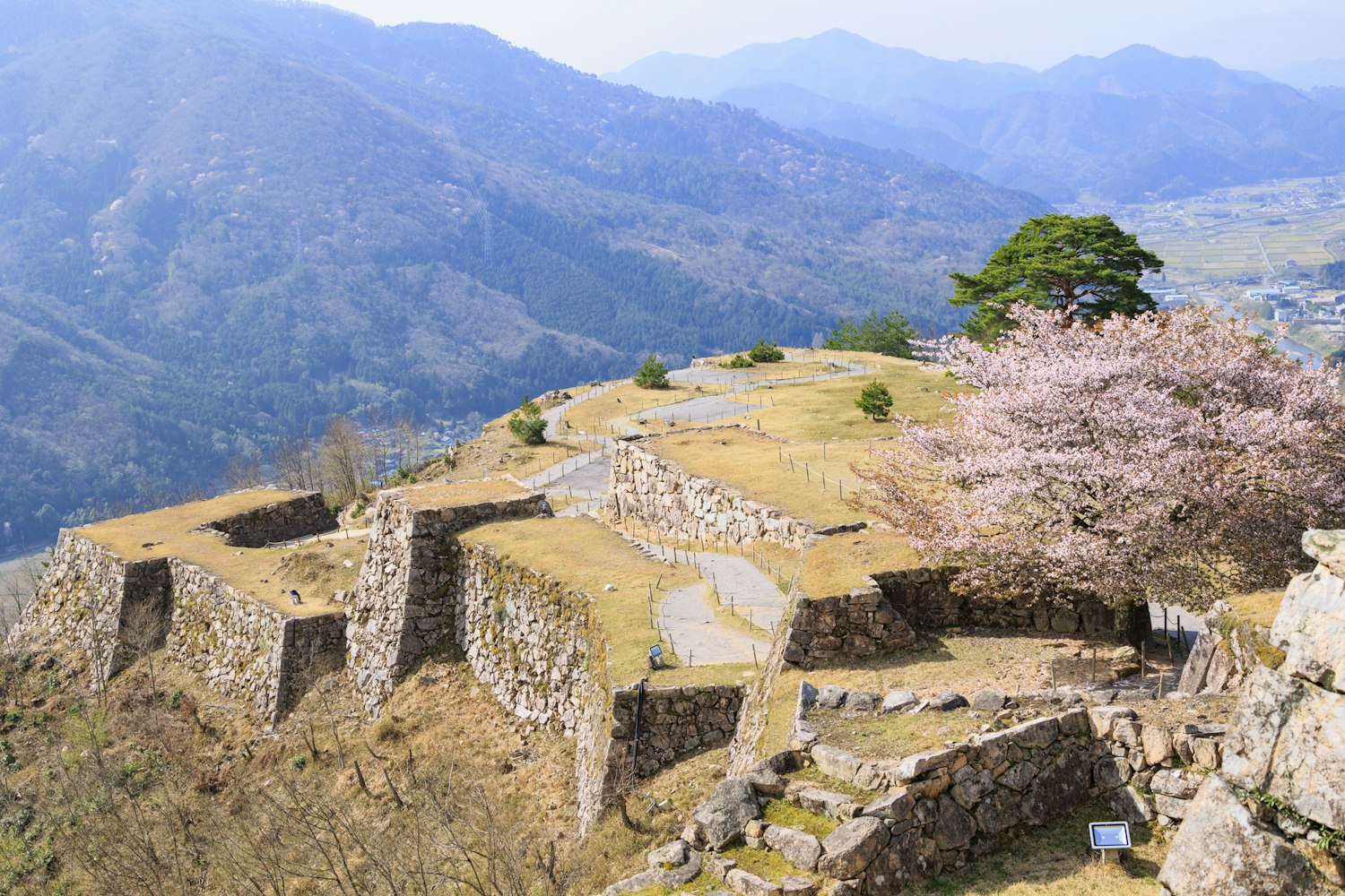 Takeda Castle Ruins in full bloom