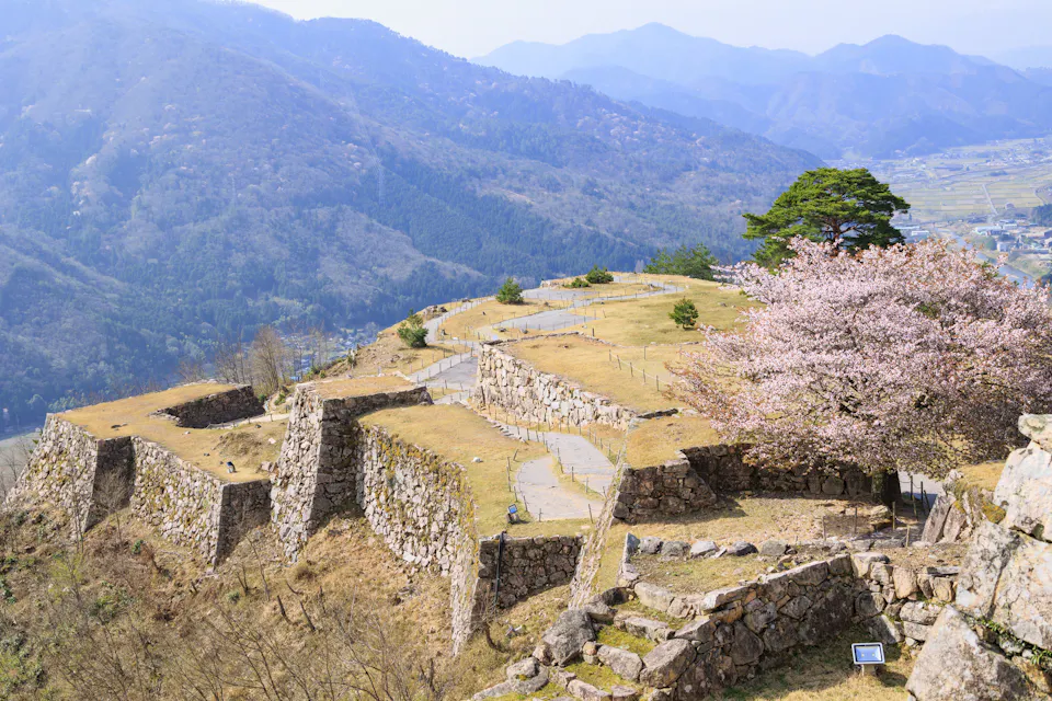 Takeda Castle Ruins in full bloom