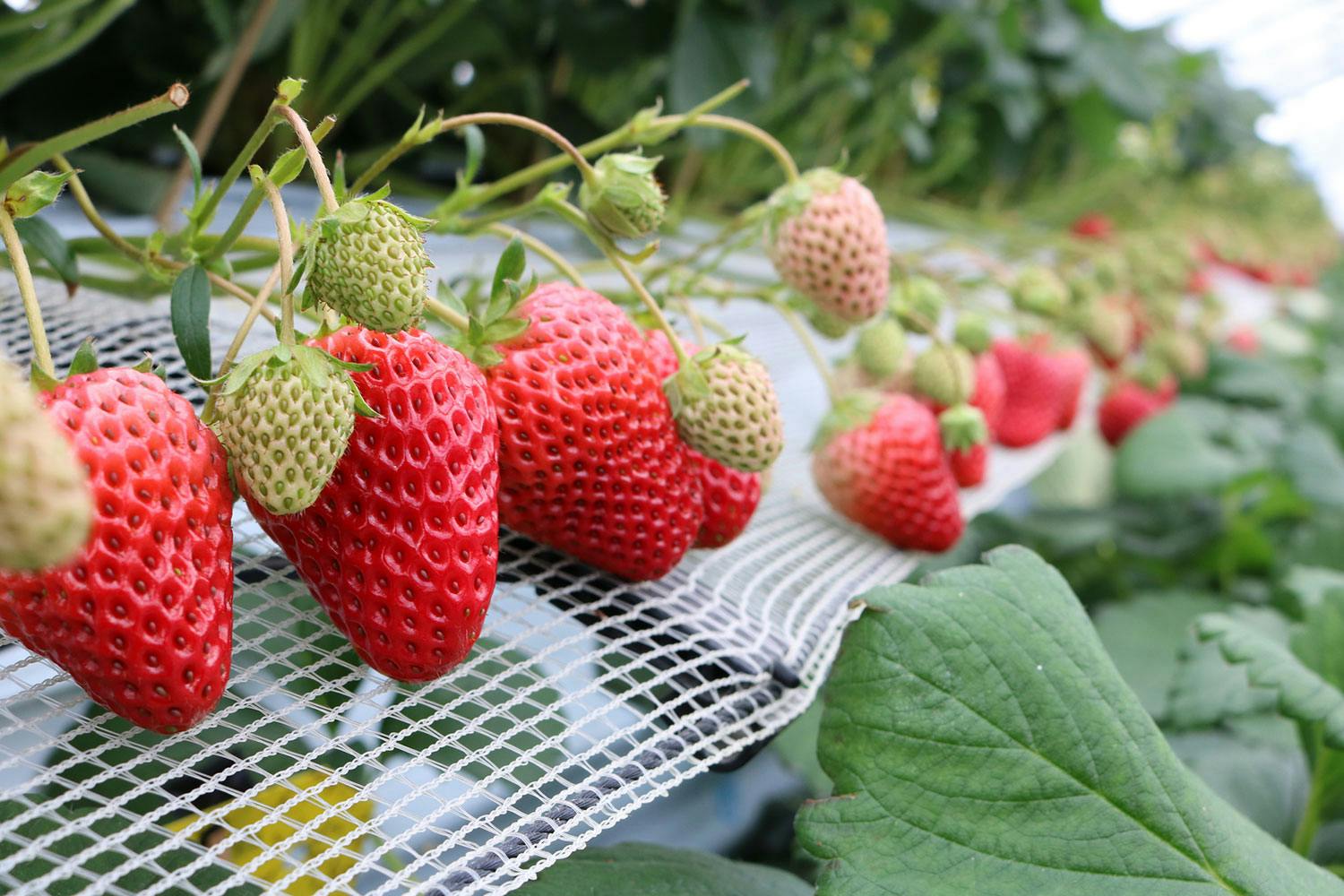 KIZAKI strawberry field bamboo 105cm One classic way to enjoy