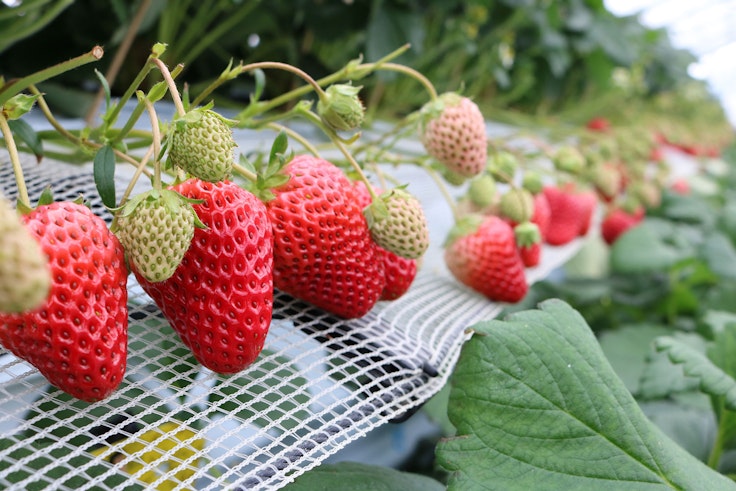 Strawberry Fields Chikushino Strawberry Farm