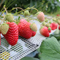Strawberry Fields Chikushino Strawberry Farm Strawberry Fields Chikushino Strawberry Farm