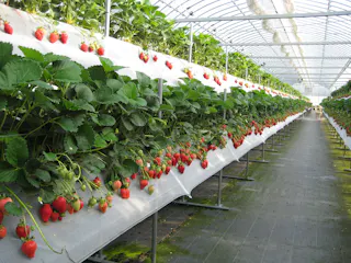 Strawberry Fields Chikushino Strawberry Farm