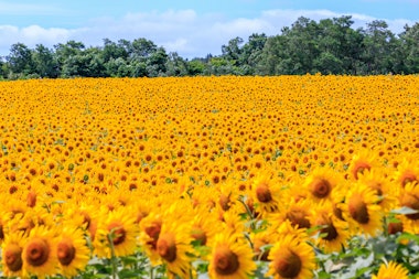 Hokuryu Sunflower Village