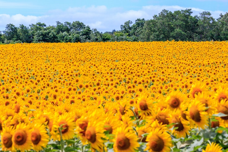 Hokuryu Sunflower Village