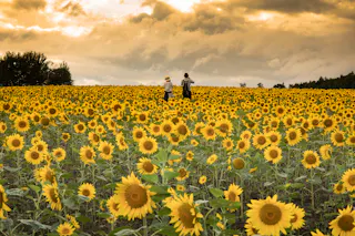 Hokuryu Sunflower Village