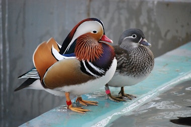 Tama Zoological Park