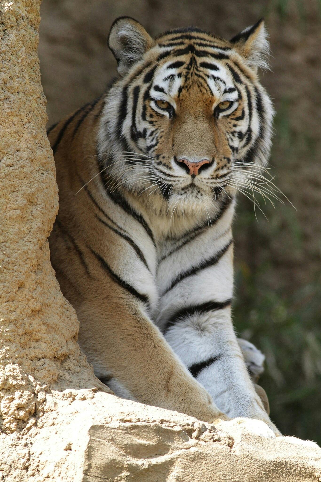 Tama Zoological Park