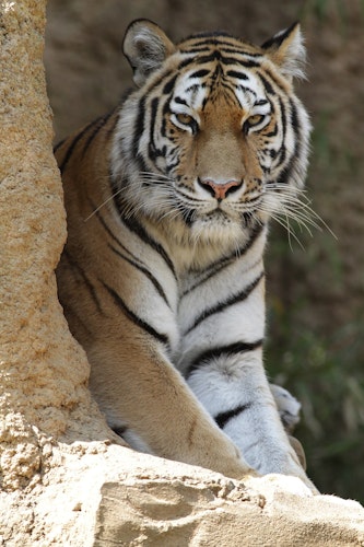 Tama Zoological Park