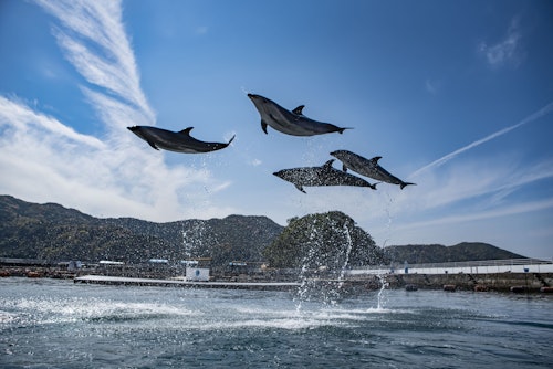 Tsukumi Dolphin Island