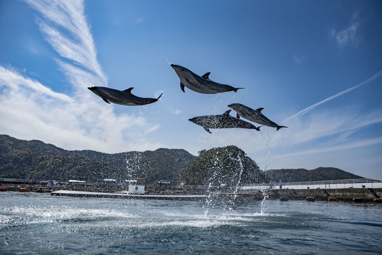 Tsukumi Dolphin Island