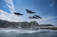 Tsukumi Dolphin Island