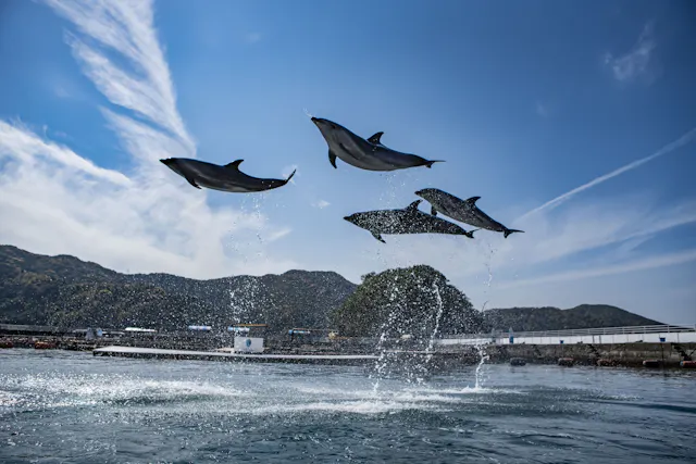 Tsukumi Dolphin Island