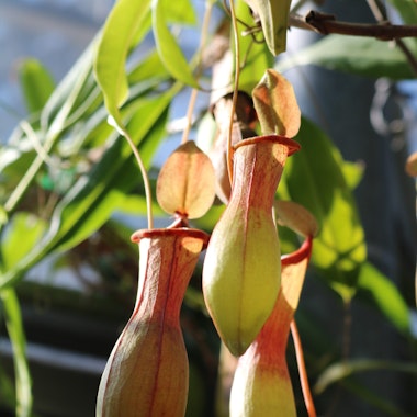 Yumenoshima Tropical Greenhouse Dome