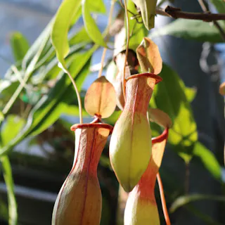Yumenoshima Tropical Greenhouse Dome
