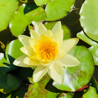 Yumenoshima Tropical Greenhouse Dome