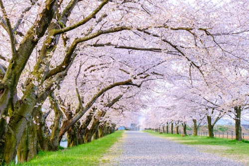 Asahi River Sakura Road