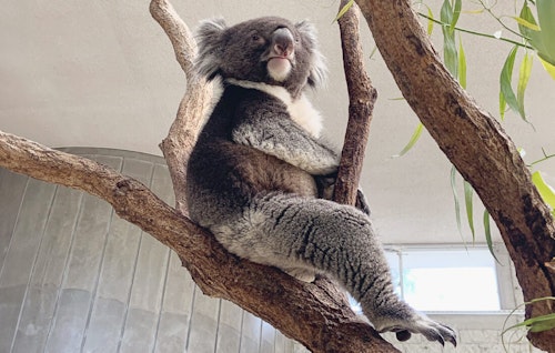 Awaji Farm Park England Hill