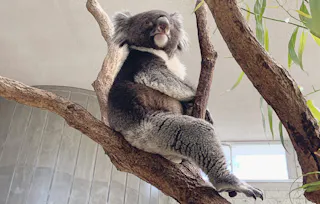 Awaji Farm Park England Hill