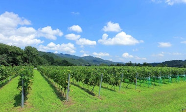 Chichibu Farmers Factory Usagida Winery
