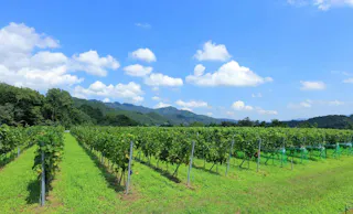 Chichibu Farmers Factory Usagida Winery
