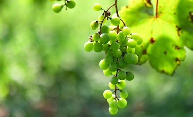 Chichibu Farmers Factory Usagida Winery