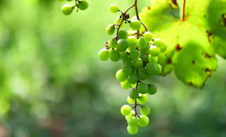 Chichibu Farmers Factory Usagida Winery