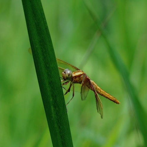 Dragonfly Nature Park Dragonfly Nature Park