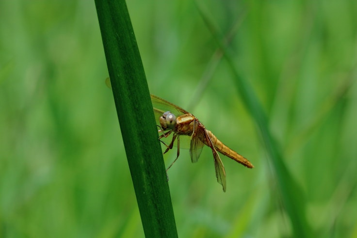 Dragonfly Nature Park