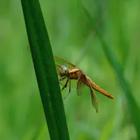 Dragonfly Nature Park Dragonfly Nature Park