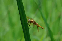 Dragonfly Nature Park