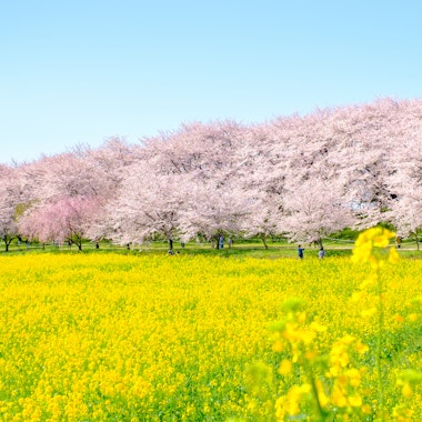 Gongendo Park Gongendo Park