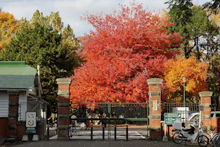 Hokkaido University