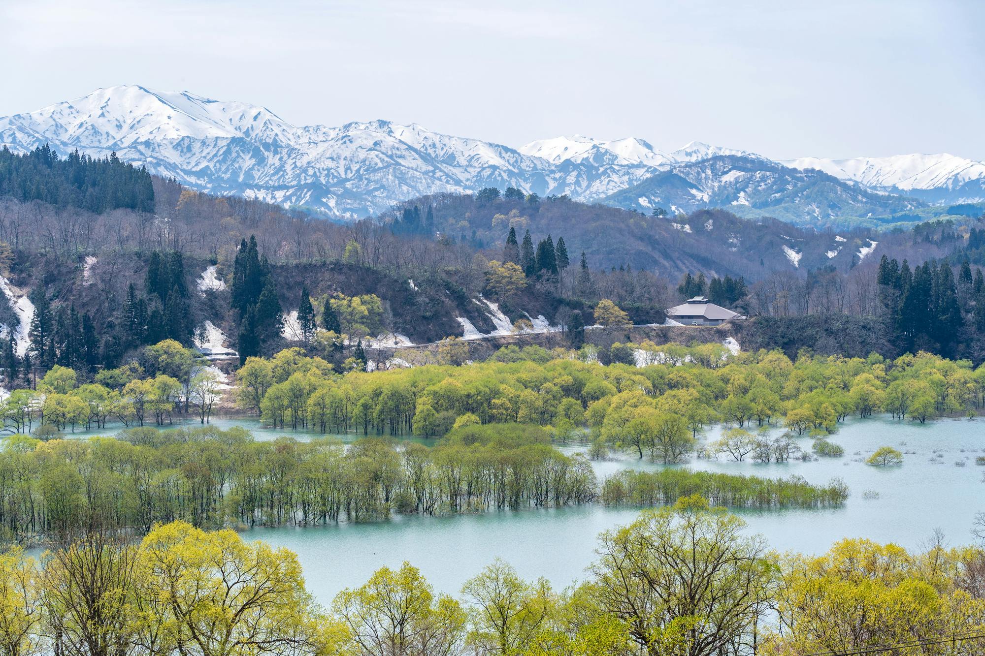 Lake Shirakawa Submerged Forest