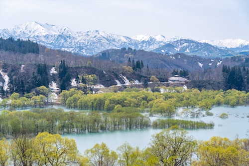 Lake Shirakawa Submerged Forest
