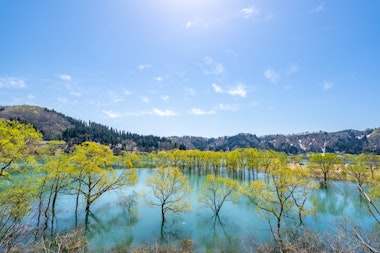 Lake Shirakawa Submerged Forest