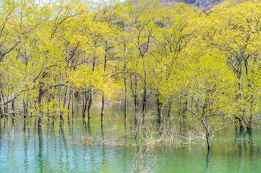 Lake Shirakawa Submerged Forest