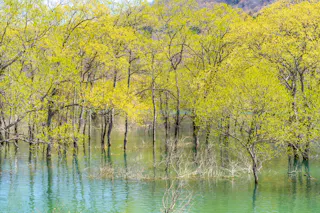 Lake Shirakawa Submerged Forest