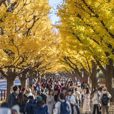 Meiji Shrine Gaien Ginkgo Trees Meiji Shrine Gaien Ginkgo Trees