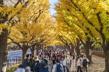 Meiji Shrine Gaien Ginkgo Trees