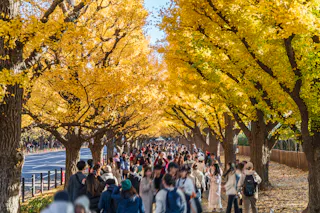 Meiji Shrine Gaien Ginkgo Trees