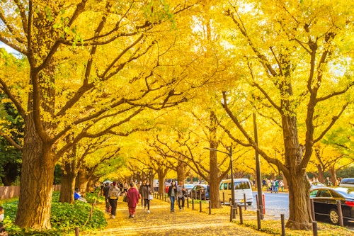 Meiji Shrine Gaien Ginkgo Trees