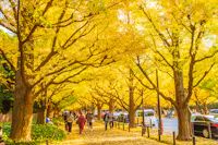 Meiji Shrine Gaien Ginkgo Trees