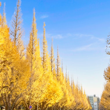 Meiji Shrine Gaien Ginkgo Trees Meiji Shrine Gaien Ginkgo Trees