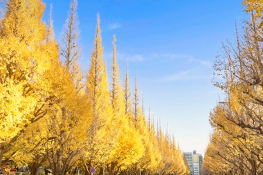 Meiji Shrine Gaien Ginkgo Trees