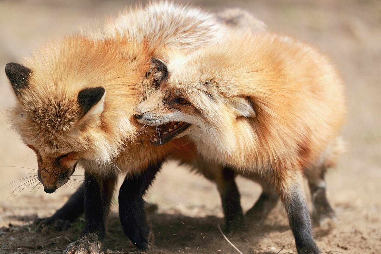 Miyagi Zao Fox Village
