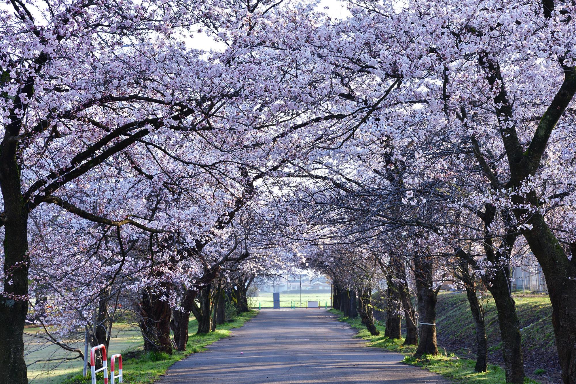 Muramatsu Park