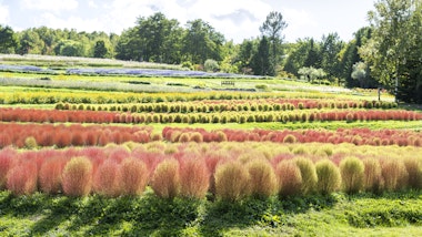 National Takino Suzuran Hillside Park