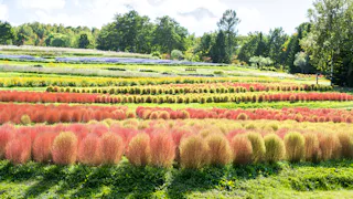 National Takino Suzuran Hillside Park