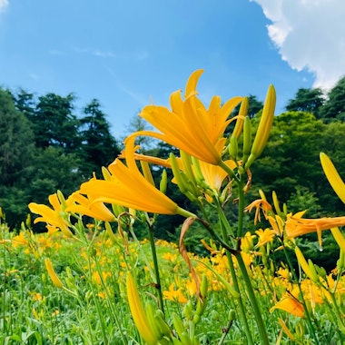 Rokko Alpine Botanical Garden Rokko Alpine Botanical Garden