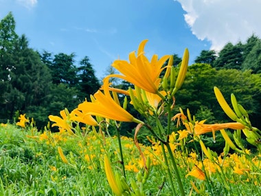 Rokko Alpine Botanical Garden